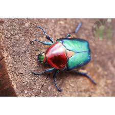 Image result for Kotschya speciosa