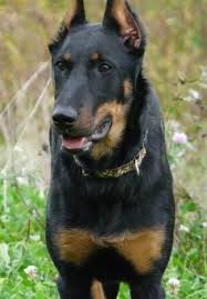 Beauceron puppies for sale france. Beauceron Dog Breed Information And Pictures