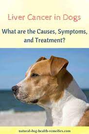 Liver cancer does not occur all of a sudden. Liver Cancer In Dogs Types Symptoms Causes Treatment