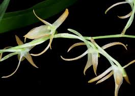 Image result for Cribbia