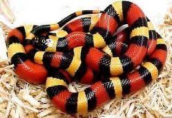 Pin On Serpientes Snakes