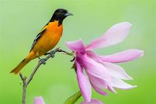 Songbirding! Breeding Song Birds Session