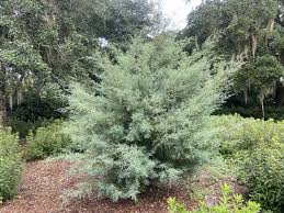 Image result for Cyphia erecta