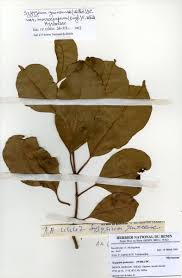 Image result for Syzygium owariense