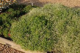 Check spelling or type a new query. Euphorbia Hypericifolia Inneuphdia Diamond Frost Diamond Frost Euphorbia North Carolina Extension Gardener Plant Toolbox