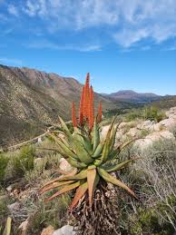 Image result for Aloe ballii