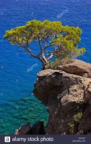 Pine Tree Hanging On A Cliff Over Agia Fotia Beach Ierapetra Lasithi Crete Greece Greek Crete Cretan Mediterranean Landscaping Scenery Tree Photography
