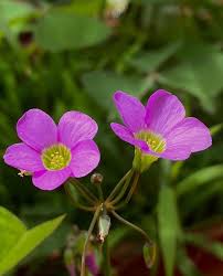 Image result for Oxalis latifolia