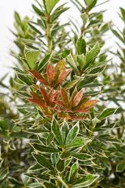 Home > pieris japonica 'little heath' >. Japanische Lavendelheide Little Heath Pieris Japonica Little Heath Gunstig Online Kaufen