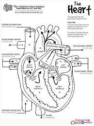 Your heart is located between your lungs free printable diagram of the human heart. The Heart Internal Anatomy Coloring Sheet Google Search Heart Diagram Nurse Anatomy Coloring Book