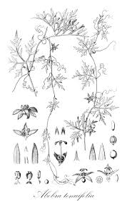 Image result for Trochomeria hookeri