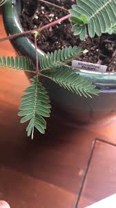 Sensitive Plant Cactus Cactus Art Cactus Garden Cactus Indoor Cactus Plants Closes Deter Leaves Mimosa Plant Pred In 2020 Plants Sensitive Plant Cool Plants