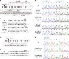 Li jun li was born in shanghai and spent a number of years learning spanish in bogotá, colombia before eventually settling in new york city. Generating Viable Mice With Heritable Embryonically Lethal Mutations Using The Crispr Cas9 System In Two Cell Embryos Nature Communications