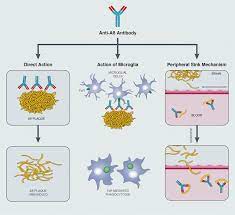 Aducanumab could unlock a monumental opportunity to radically change ad patient care and transform the market. Www Researchgate Net Profile Madia Lozupone2 Pu
