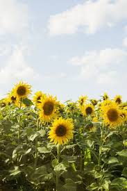The Prettiest Sunflower Fields To Visit Across The U S Sunflower Fields Sunflower Field Near Me Sunflower Wallpaper