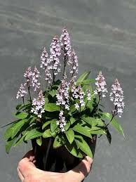 Image result for Cynorkis anisoloba