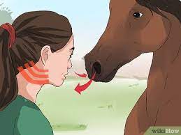How To Diagnose Heaves In Horses 14 Steps With Pictures
