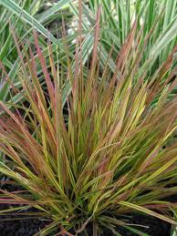 Image result for Deschampsia cespitosa