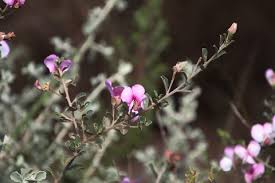 Image result for Podalyria