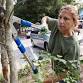 09-17-2026 Proper Pruning Techniques for Trees and Shrubs
