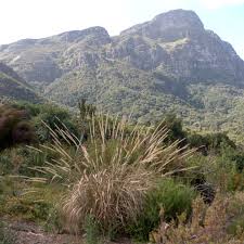 Image result for Cenchrus caudatus