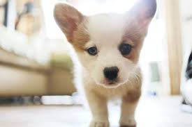 Do puppies eyes change color. When Do Puppies Eyes Change Color Superb Dog