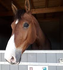Centre Equestre De Machecoul Infrastructure Sports Et Loisirs Le Chateau Moreau 44270 Machecoul Saint Meme Adresse Horaire