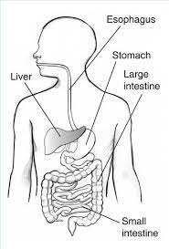 Digestive System Blank Diagram For Kids Digestive System Diagram Digestive System For Kids Human Digestive System