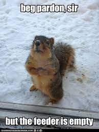 Sep 17, 2016 · memes should be relatable, with universally uplifting themes. Politeness Opens Doors Squirrel Funny Cute Animal Pictures Funny Animal Memes