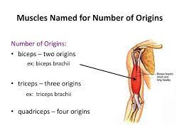 Almost every muscle constitutes one part of a pair of identical bilateral. Characteristics Used To Name Skeletal Muscles Ppt Download