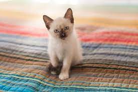 If that was not enough to give this sleek and beautiful cat an air of royalty, the fact that they are revered as some of the best show cats in the world would. 6 Ways To Care For Siamese Cats Siamese Of Day