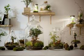 Terrarium Jardin De Verre Deco Plantes Terrariums Diy