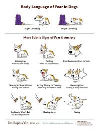 Pin On Pets Stuff