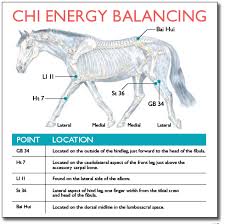 Equine Acupoints Equine Wellness Magazine