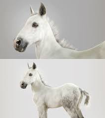 Pin On 3d Animals Models