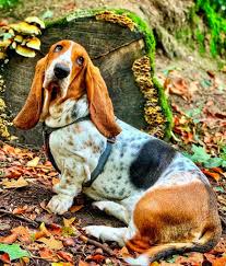 Adorable akc basset hound pups 443.28 miles. The Most Expensive Dog Breeds In The World Ranked Livingly