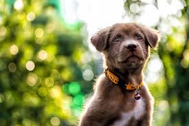 We did not find results for: 2021 Dog Sitting Rates Prices With Local Costs Homeguide
