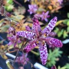 Image result for Tricyrtis `Black Beauty`