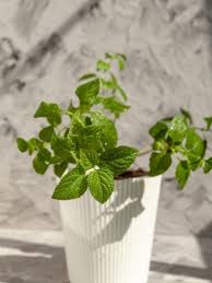 Jun 06, 2003 · this publication includes a list of good plants for georgia organized into various sizes and groups. Growing Swedish Ivy Plants Learn About The Care Of Swedish Ivy Houseplants