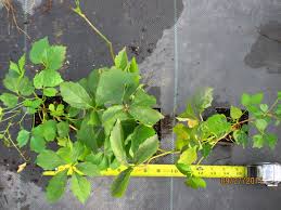 Image result for Parthenocissus quinquefolia