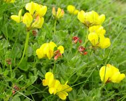 Image result for Lotus corniculatus