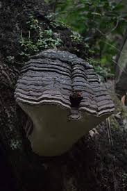 Image result for Phellinus rimosus