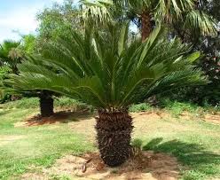 Unlike the prickly parts of other plants, such as pine needles, cactus spines do not act as leaves or contain any cells or signs of life. What Is The Name For A Tree That Looks Like A Large Pineapple Quora