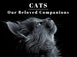 Poor health of the pregnant cat or certain infections may result in malformed fetuses, which will be aborted spontaneously. Our Spiritual Connection With Cats Pethelpful By Fellow Animal Lovers And Experts