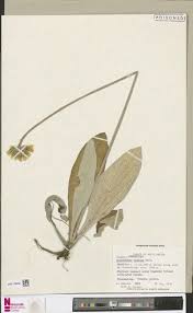 Image result for Haplocarpha