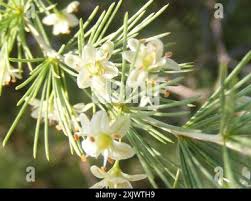 Image result for Asparagus laricinus