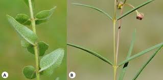 Image result for Asclepias albens