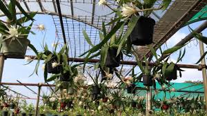 Epiphyllum curly locks plant sunlight: Epiphyllum By Plantmansa