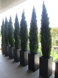 If you're considering planting arborvitae as a privacy plant, there are some important hints to remember. Artificial Plants Used For Screening Plants