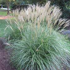 Miscanthus Sinensis Adagio Ornamental Grasses Outdoor Plants Grasses Landscaping